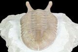 Asaphus Intermedius Trilobite - Russia #73507-5